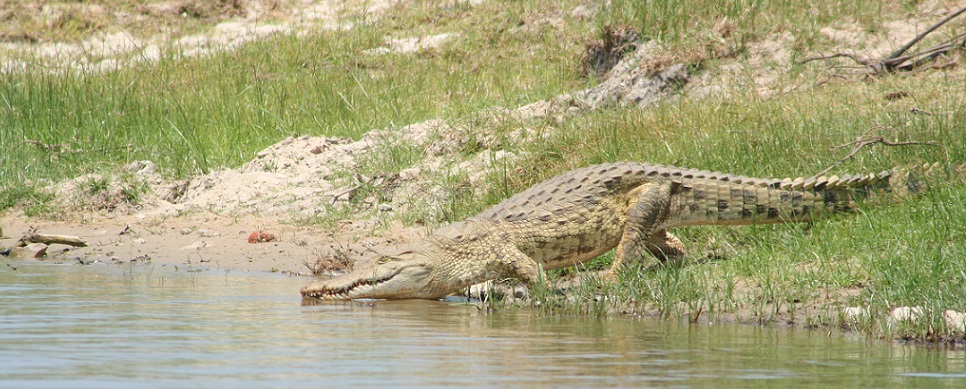 Crocodile in Selous during a safari with Caracal Tours & Safaris in Tanzania