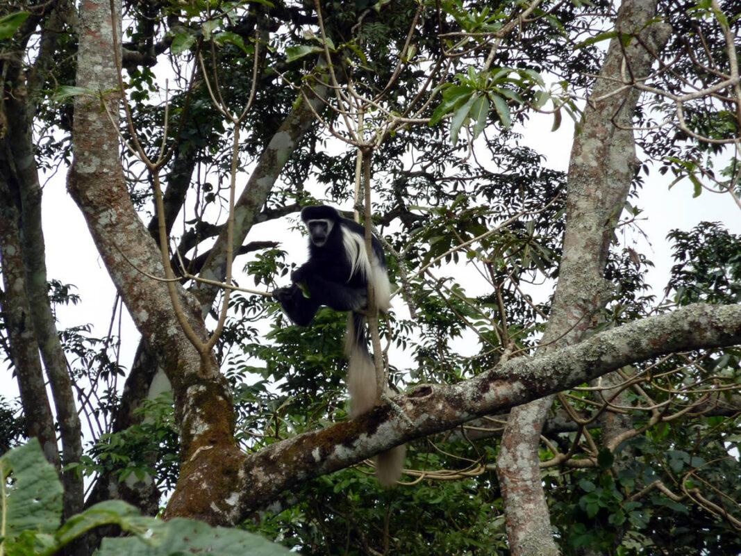 Colobus Monkey in Arusha during a safari with Caracal Tours & Safaris in Tanzania