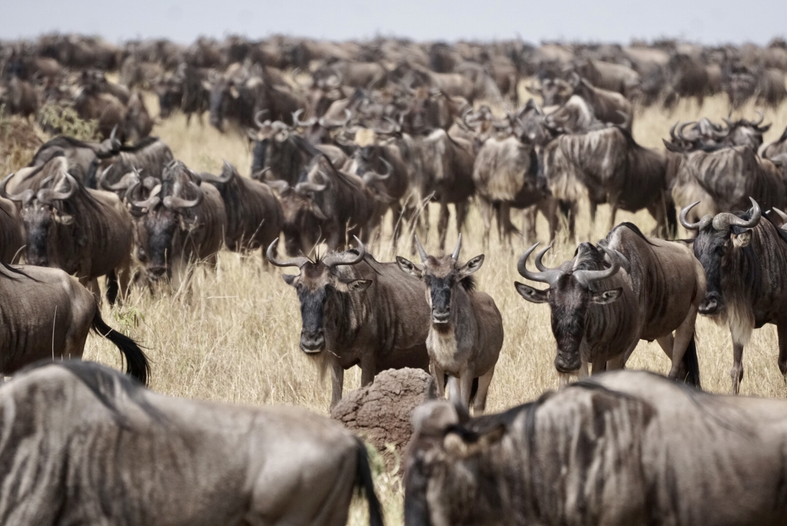 Wildebeest in Serengeti during a safari with Caracal Tours & Safaris in Tanzania