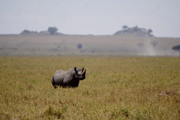 Rhino in Serengeti during a safari with Caracal Tours & Safaris in Tanzania