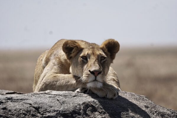 Lion in Serengeti during a safari with Caracal Tours & Safaris in Tanzania