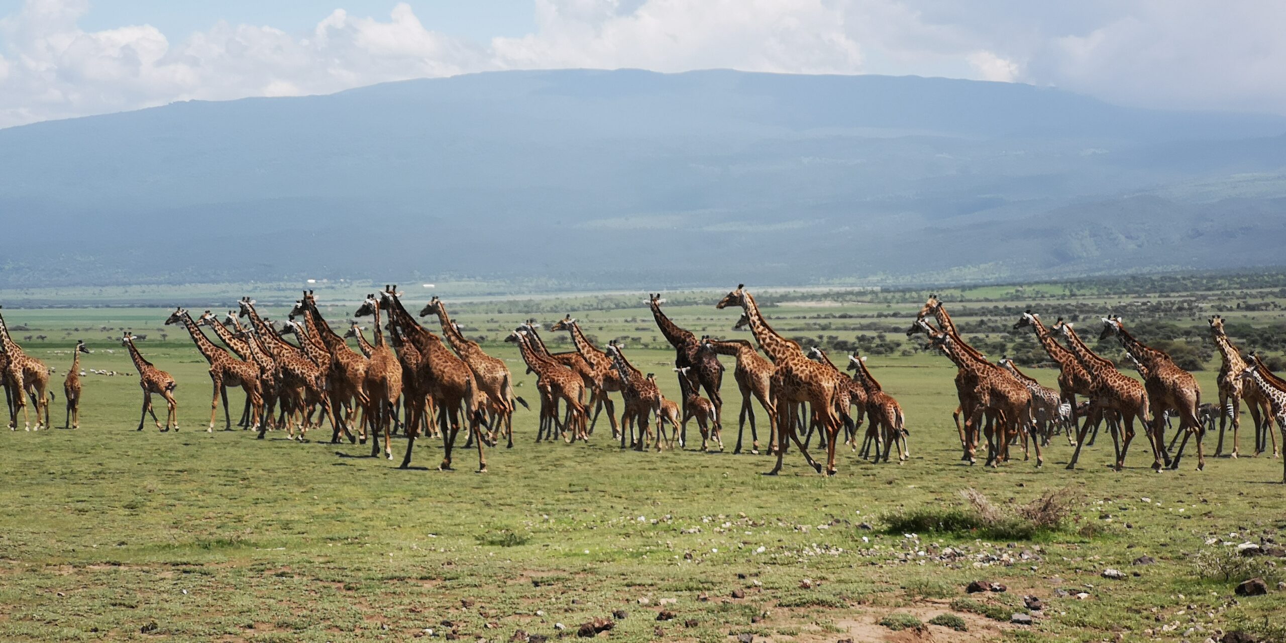 Giraffes in Ngorongoro Conservation Area during a safari with Caracal & Safaris in Tanzania