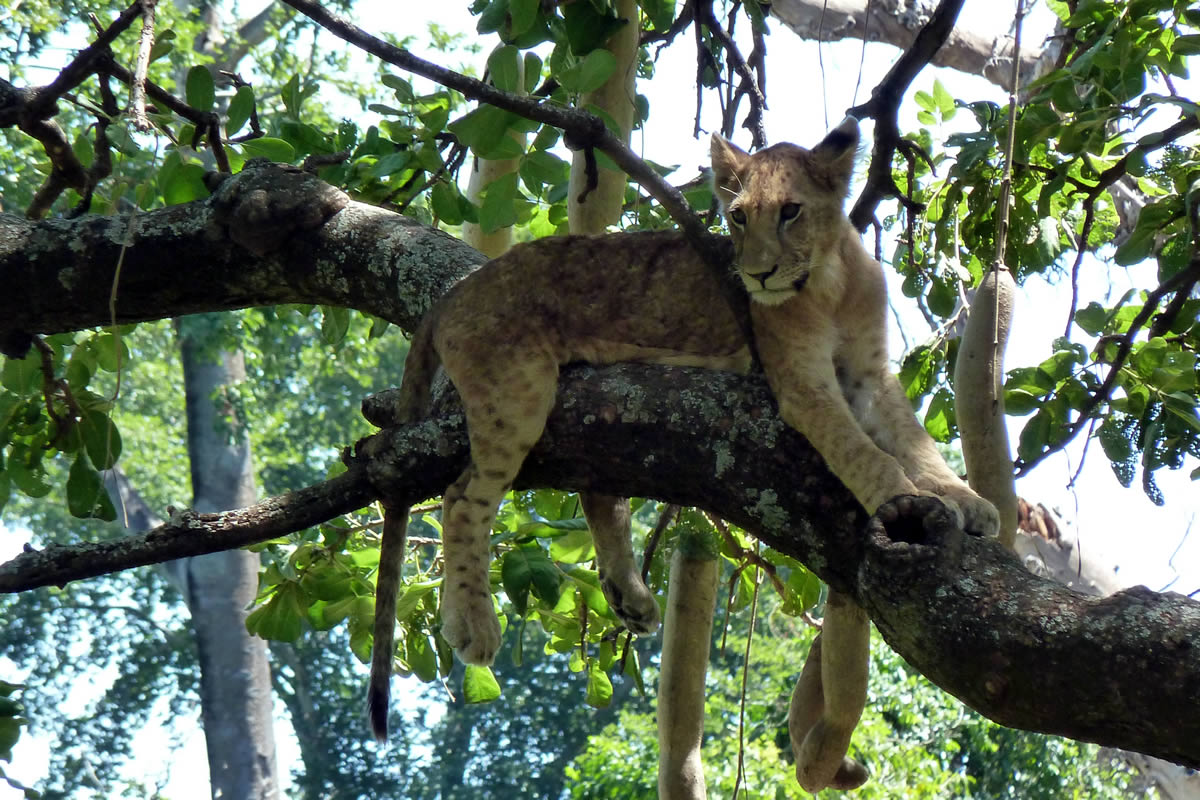 Treeclimbing lion in Manyara during a safari with Caracal Tours & Safaris in Tanzania