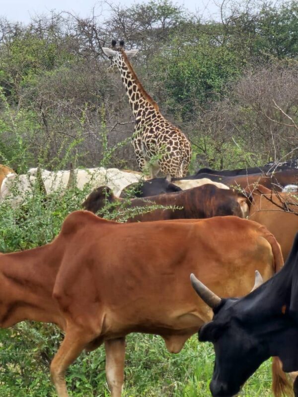 Giraffe in West Kilimanjaro during a safari with Caracal Tours & Safaris in Tanzania