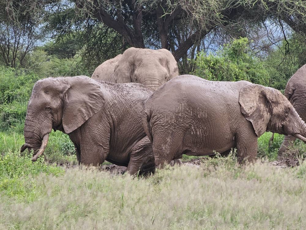 Elephants in West Kilimanjaro during a safari with Caracal Tours & Safaris in Tanzania