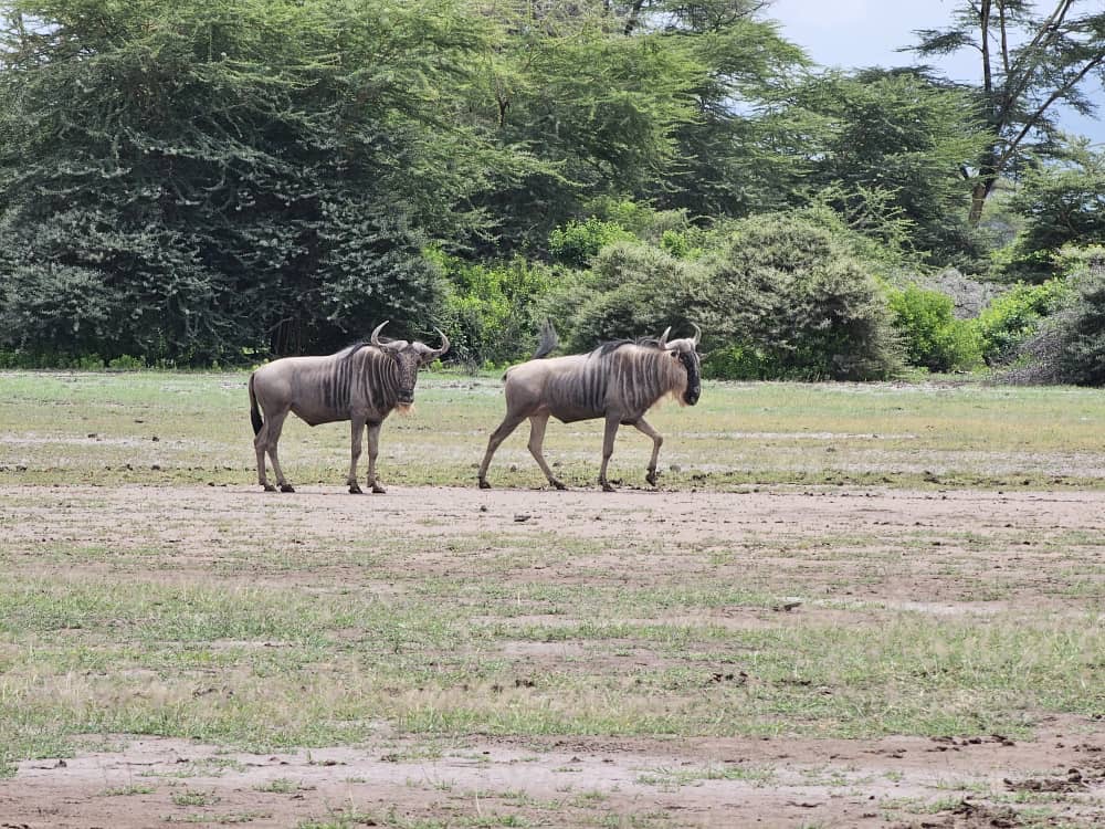Wildebeest in Enduimet during a safari with Caracal Tours & Safaris in Tanzania