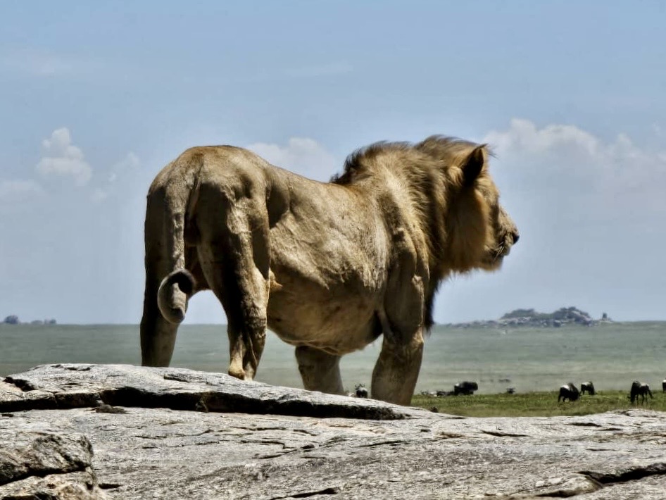 Lion in Serengeti during a safari with Caracal Tours & Safaris in Tanzania