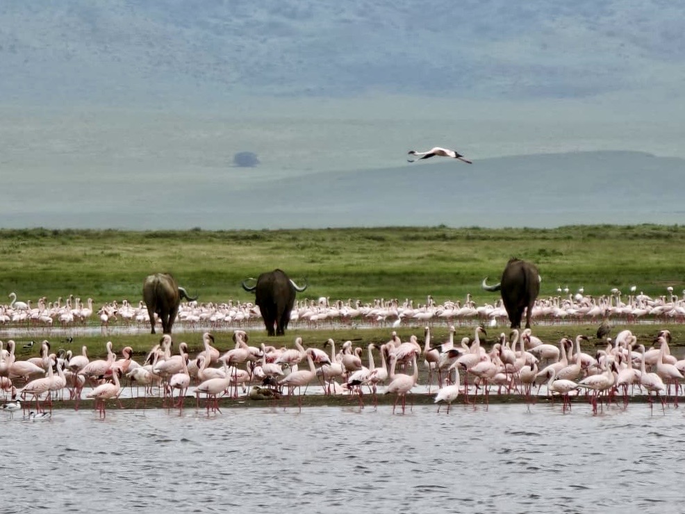 Flamingo during a safari with caracal tours & safaris in Ngorongoro in Tanzania