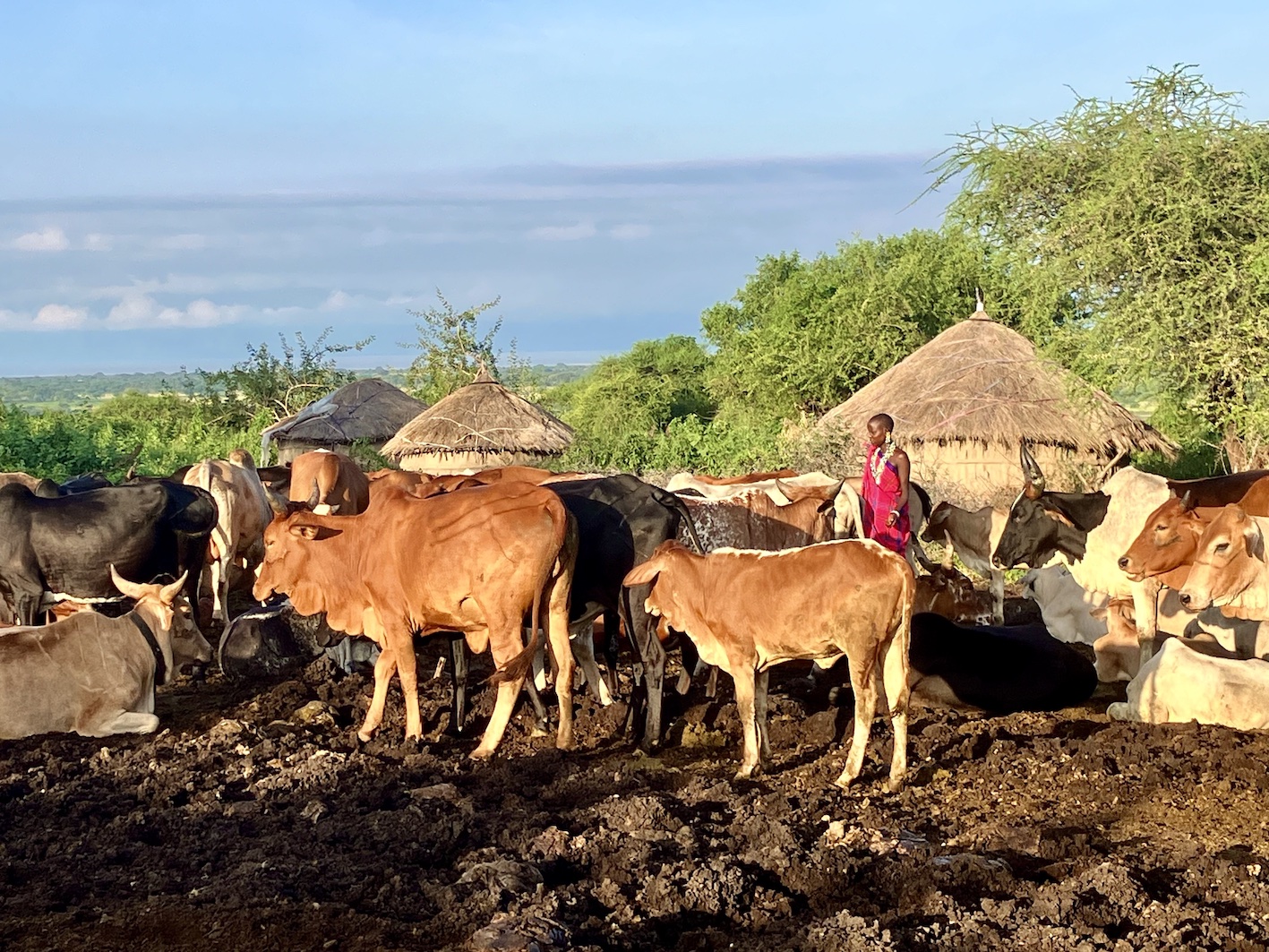 Maasai boma in Monduli during a safari with Caracal Tours & Safaris in Tanzania