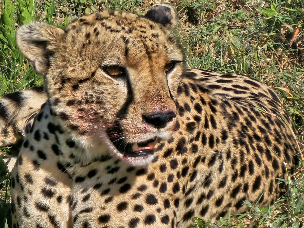 Cheetah during a safari with caracal tours & safaris in Serengeti in Tanzania