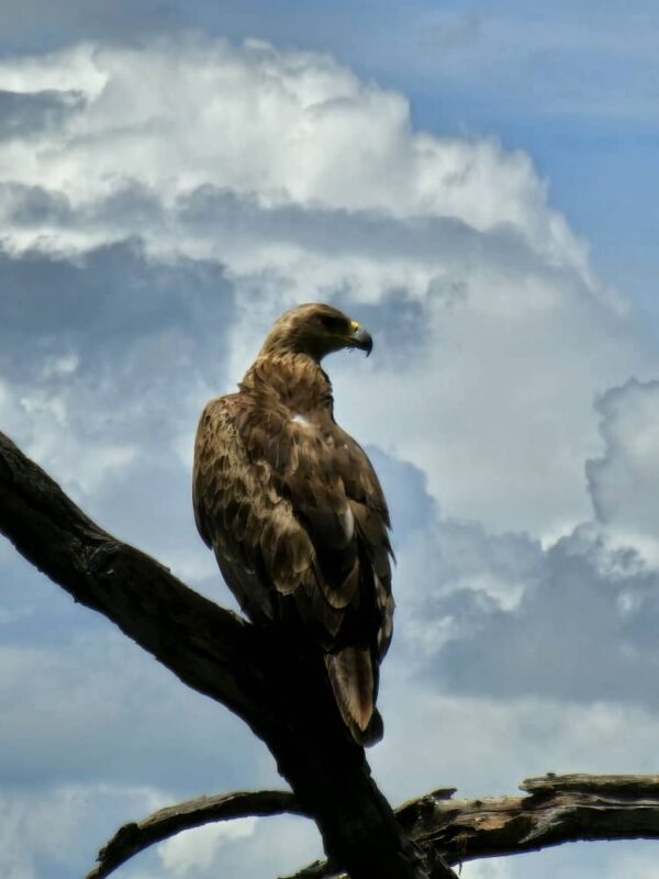 Eagle in Serengeti during a safari with Caracal Tours & Safaris in Tanzania