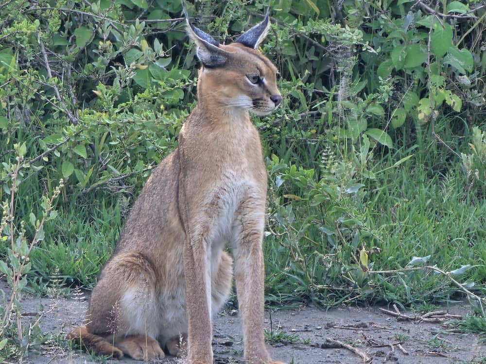 Caracal in Ndutu during a safari with Caracal Tours & Safaris in Tanzania