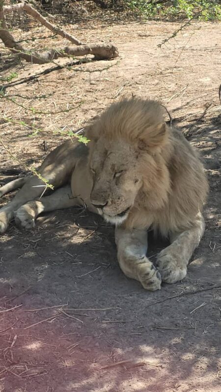 Lion in Ruaha during a safari with Caracal Tours & Safaris in Tanzania