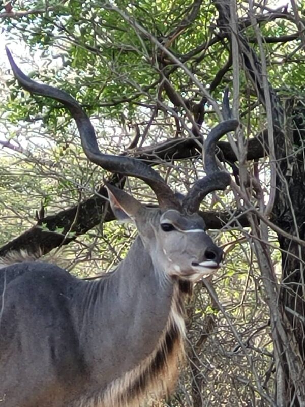 Kudu in Nyerere during a safari with Caracal Tours & Safaris in Tanzania
