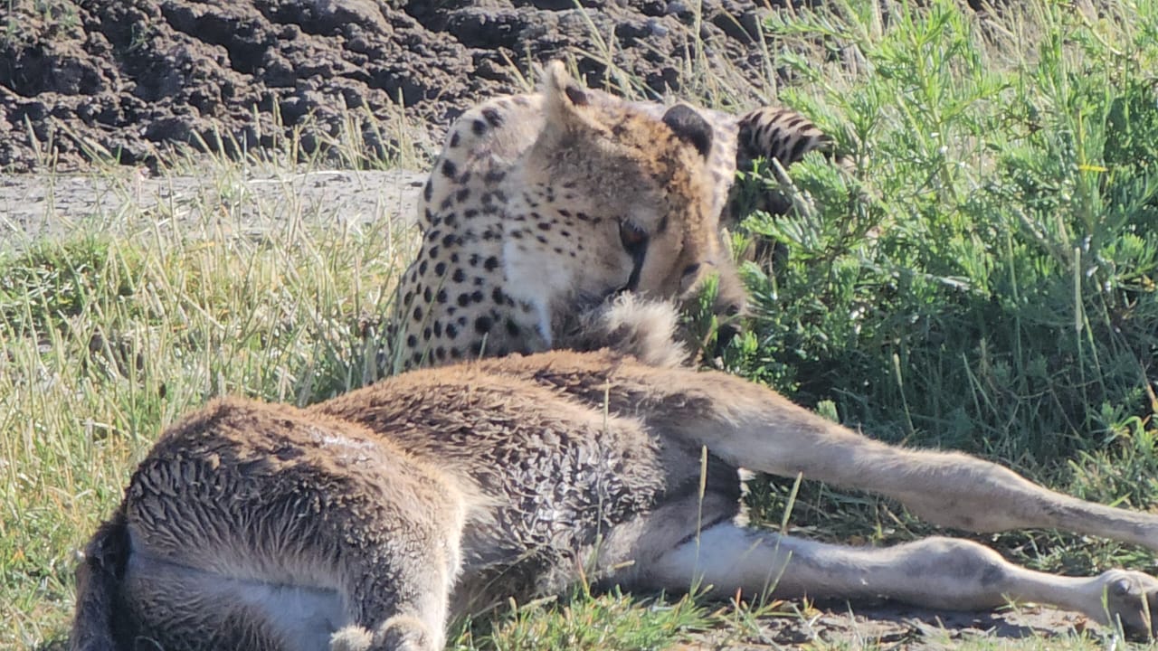 Cheetah in Serengeti during a safari with Caracal Tours & Safaris in Tanzania