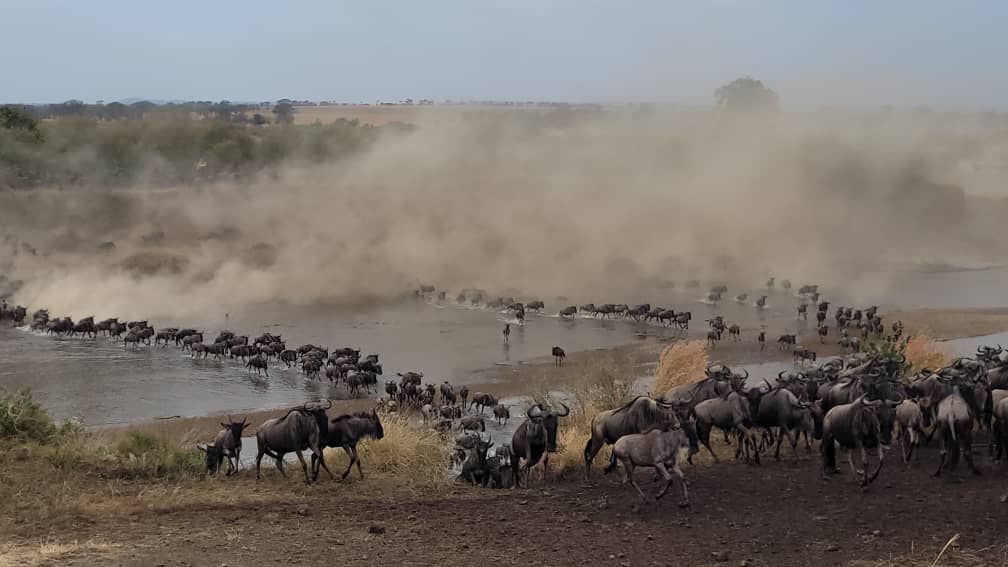Great migration during a safari with caracal tours & safaris in Serengeti inn Tanzania