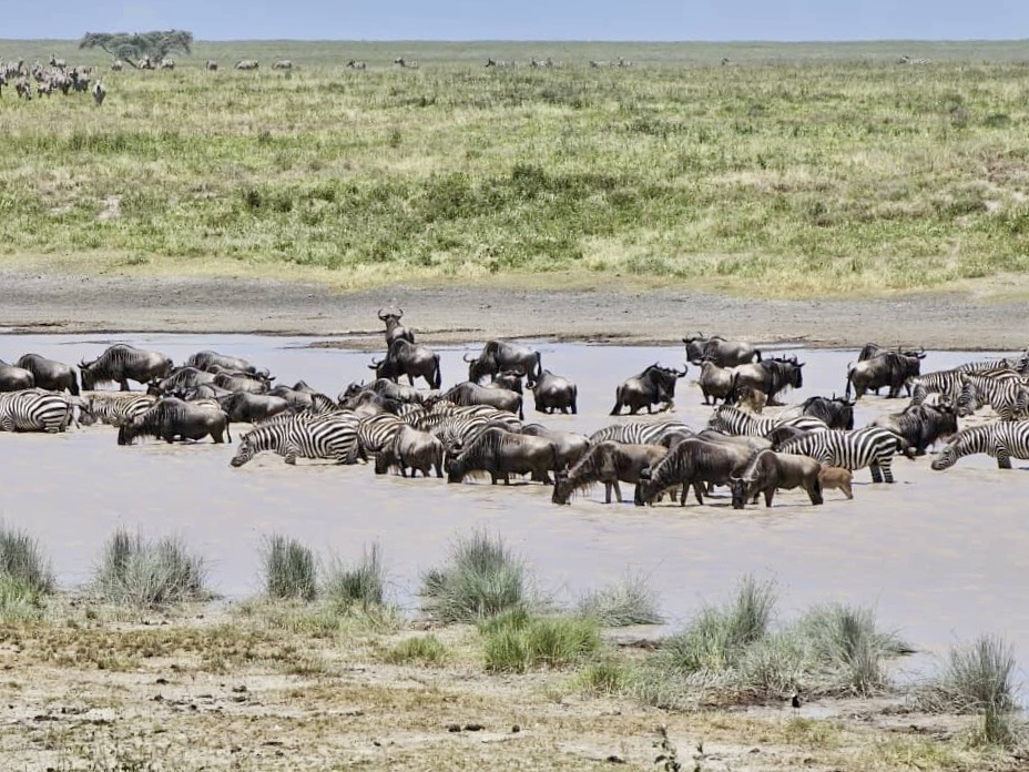 Zebra in Serengeti during a safari with Caracal Tour & Safaris in Tanzania