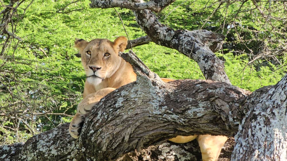Lion in Serengeti during a safari with Caracal Tours & Safaris in Tanzania