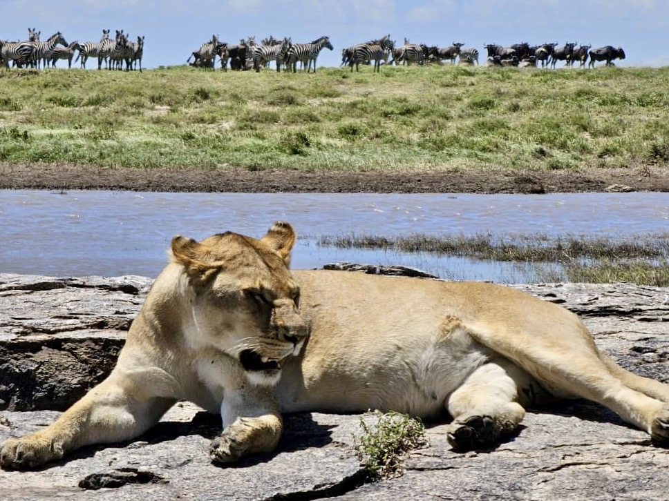 Lion-Serengeti-Tanzania-Safari