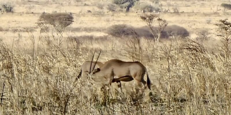 caracal-tanzania-mkomazi-oryx