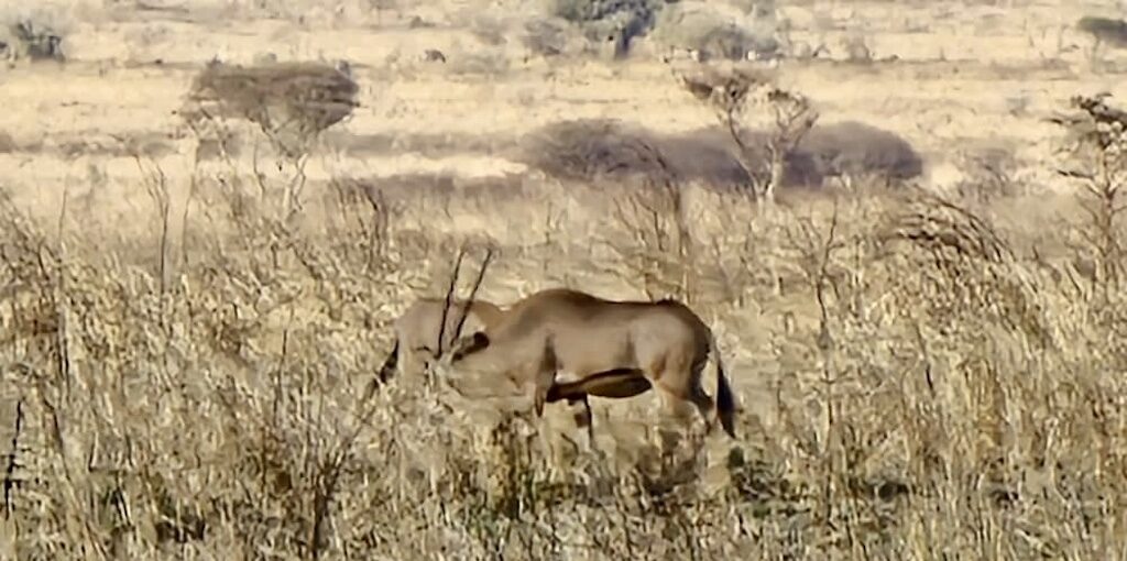 caracal-tanzania-mkomazi-oryx