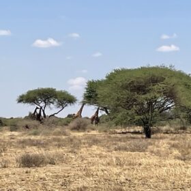 Giraffes in West Kilimanjaro with Caracal Tours and Safaris, Tanzania