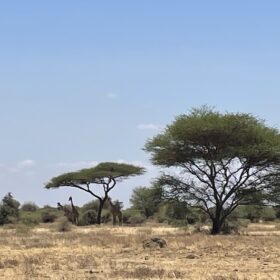 We met with giraffes in West Kilimanjaro with Caracal Tours and Safaris, Tanzania