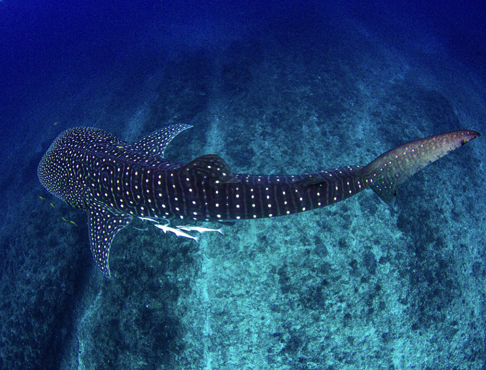 Whaleshark in Mafia with Caracal Tours & Safaris in Tanzania
